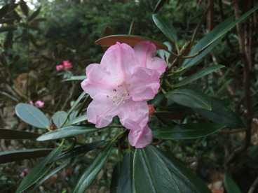 DSCF3964