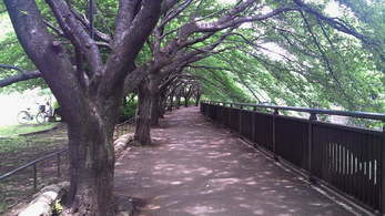 仙川