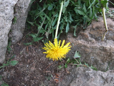 DSCF3968