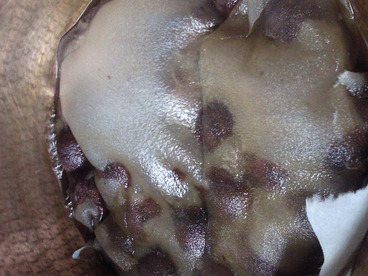 NEC_0090