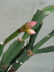 kakutasu