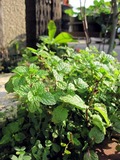 IMG_9491
