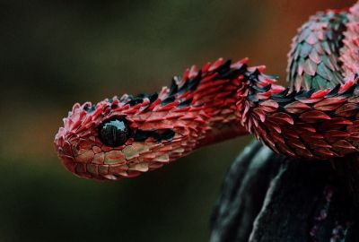 1477925-red-snake-400x270-MM-100