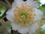 kiuiy1
