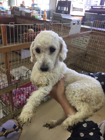 43A9F9A2-E286-49E1-922D-F50F528954EA