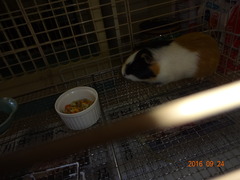 DSC06054