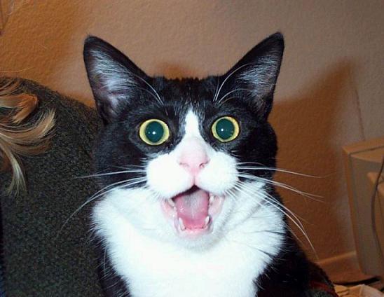 最近知って衝撃を受けたこと『歳を取っても暗記力は低下しない』