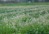 DSCN6261
