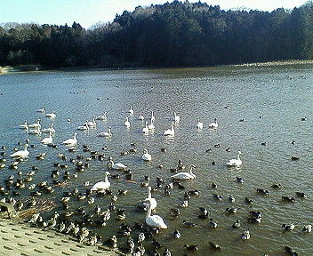 NEC_0658.JPG