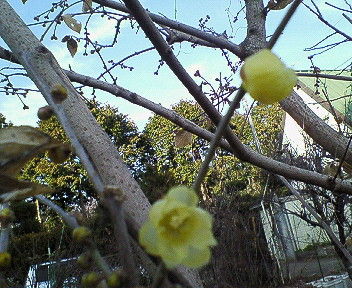 NEC_0600.JPG