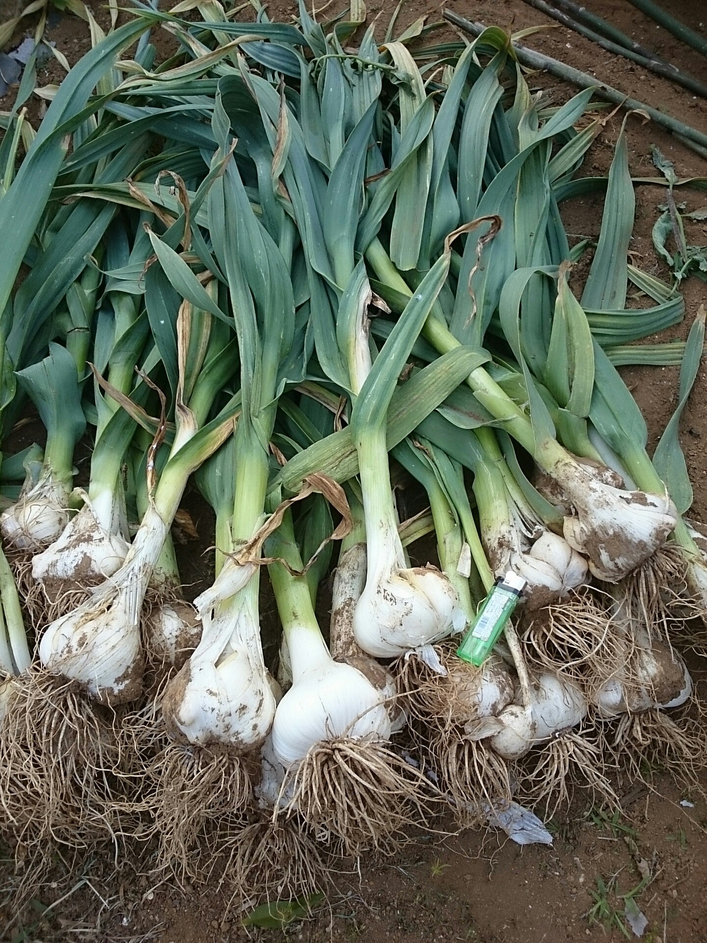 とれたて日記ジャンボニンニクの収穫
