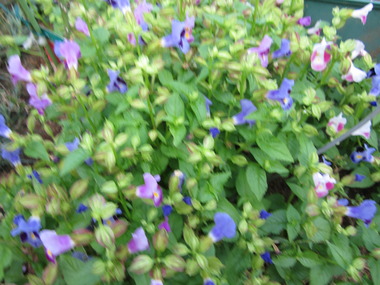 ½¬¤¤»Ï¢ò¤Æ 001