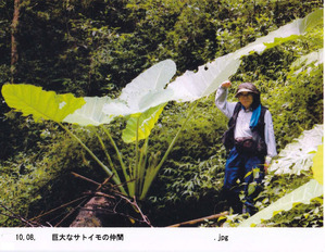 ベトナム里芋