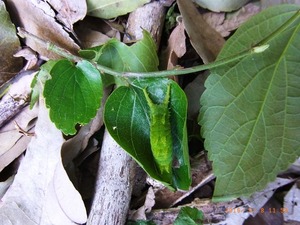 オオムラサキ幼虫