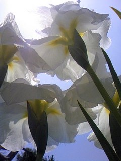 白い花菖蒲の花びらの下から青空を望む