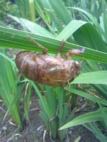 2010年7月14日クマゼミ