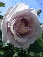 真崎達二朗様の紫の薔薇の花