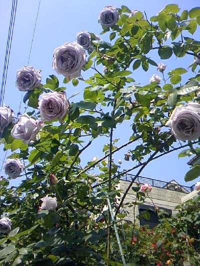 眞崎達二朗様のご自宅の連弾のような紫の薔薇の花の庭