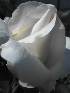 初々しい白い薔薇のつぼみ