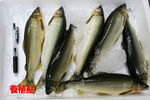 養殖鮎