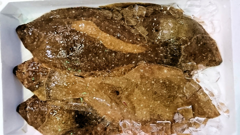 養殖ヒラメ黄色