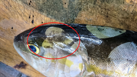 魚にハート
