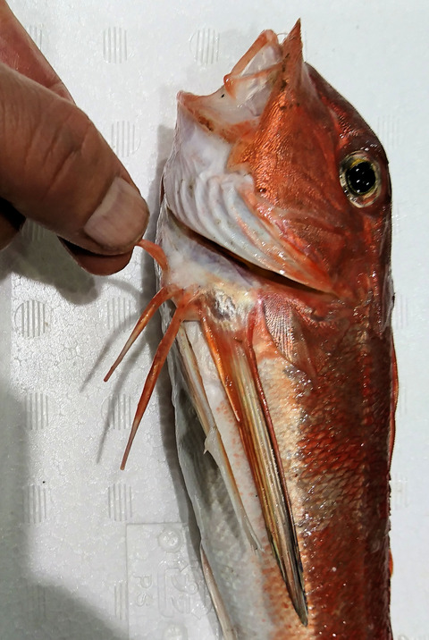 カナガシラの足