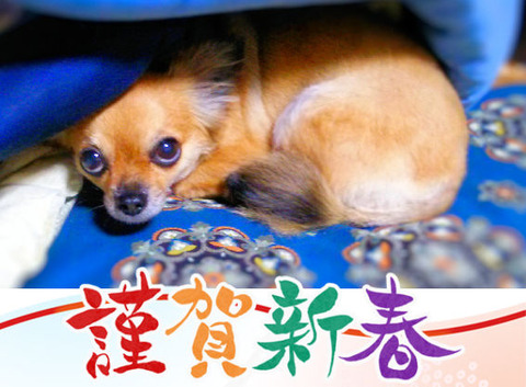 2018年賀