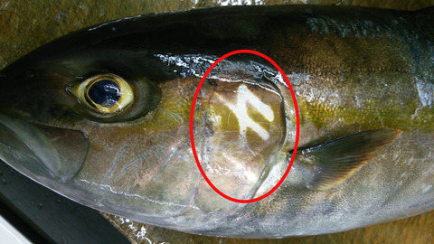 魚に4の字