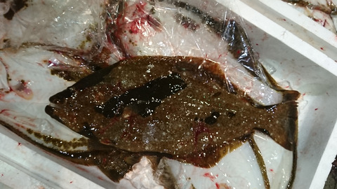 養殖ヒラメ黒