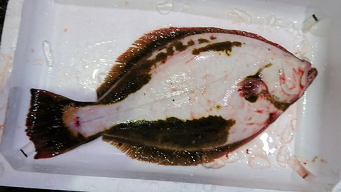 養殖ヒラメ裏側