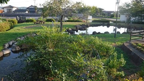 20170813菊池 (2)