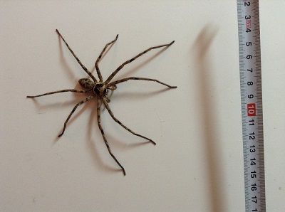 アシダカグモ