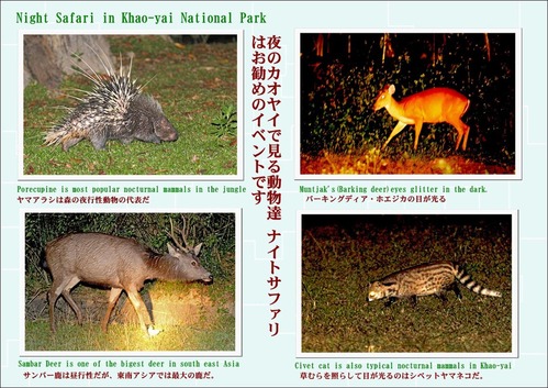 夜のカオヤイ