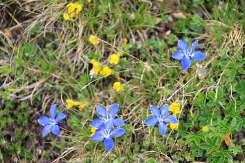 スイス 高嶺の花