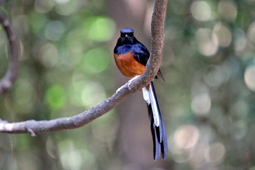 9IMG_0078 アカハラシキチョウ white lumped shama