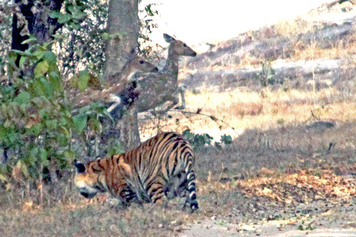 IMG_0636 カンカティの子獲物逃がす トリム