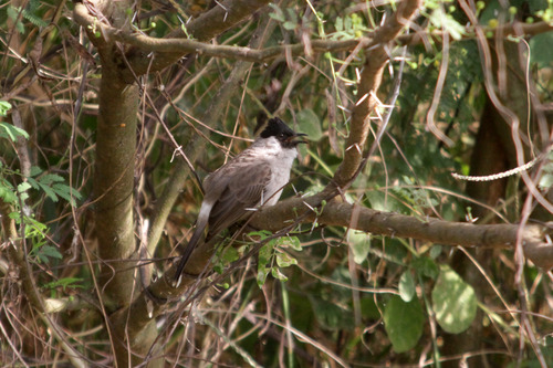 5IMG_6635 Brown-breasted Bulbul ノドジロヒヨ