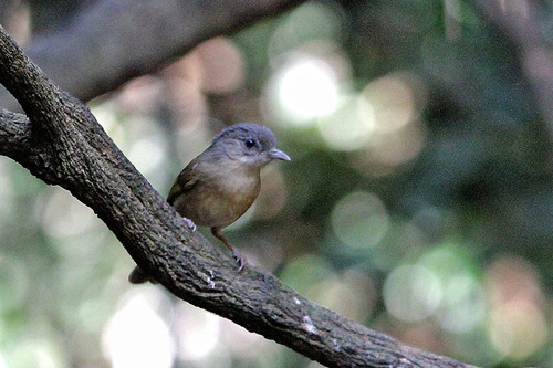 11IMG_0045 不明のトリ