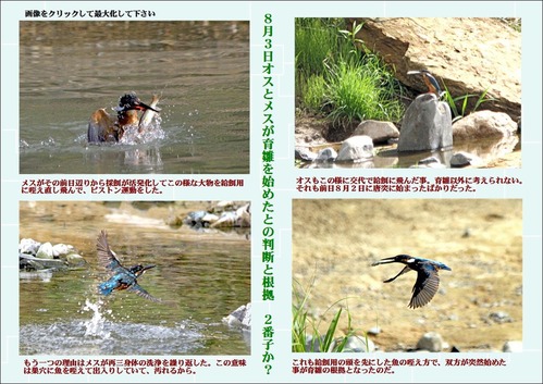 8月3日育雛を始めたとの判断と根拠