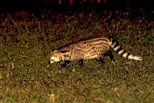 IMG_2132 Civet-cat