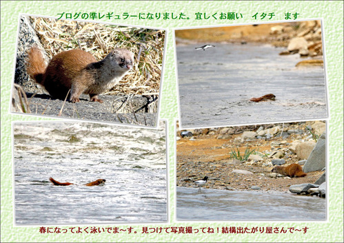 4月のイタチ