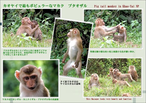 カオヤイのブタオザル