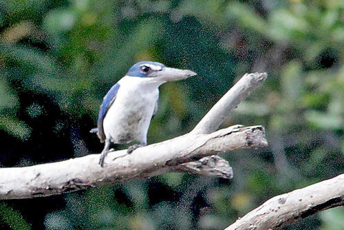 2IMG_9312 ナンヨウショウビン Collared Kingfisher