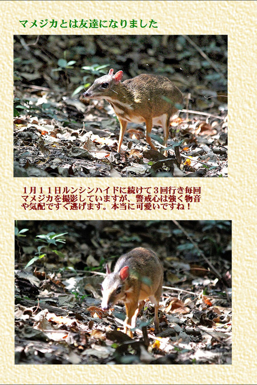 5マメジカとは友達になりました