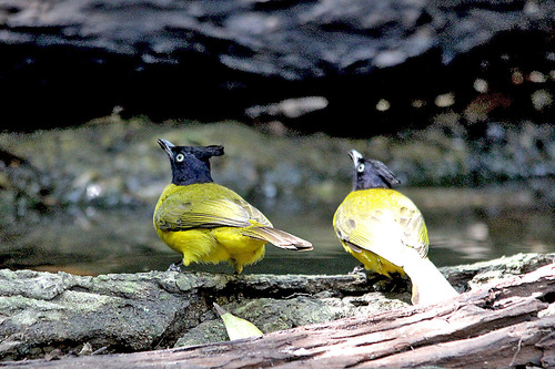 10IMG_0144 エボシヒヨドリ Crested Bulbul