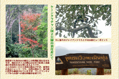1ケーンクラチャン国立公園山頂付近にて