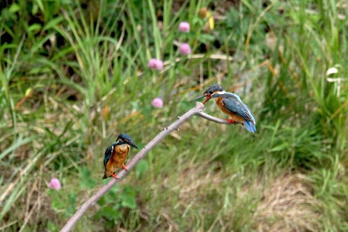 IMG_4407 止り木の2羽 3日ブログ