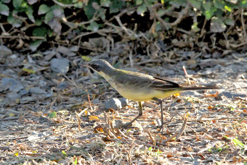 6IMG_9366 イエローワグテール?