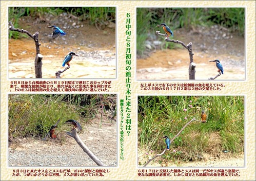 6月中旬から8月初旬池の止り木に来た2羽は?